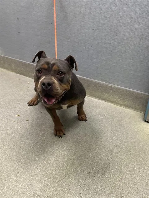 An adult large-sized male Pit Bull Terrier dog named Riley for adoption in Las Vegas, NV
