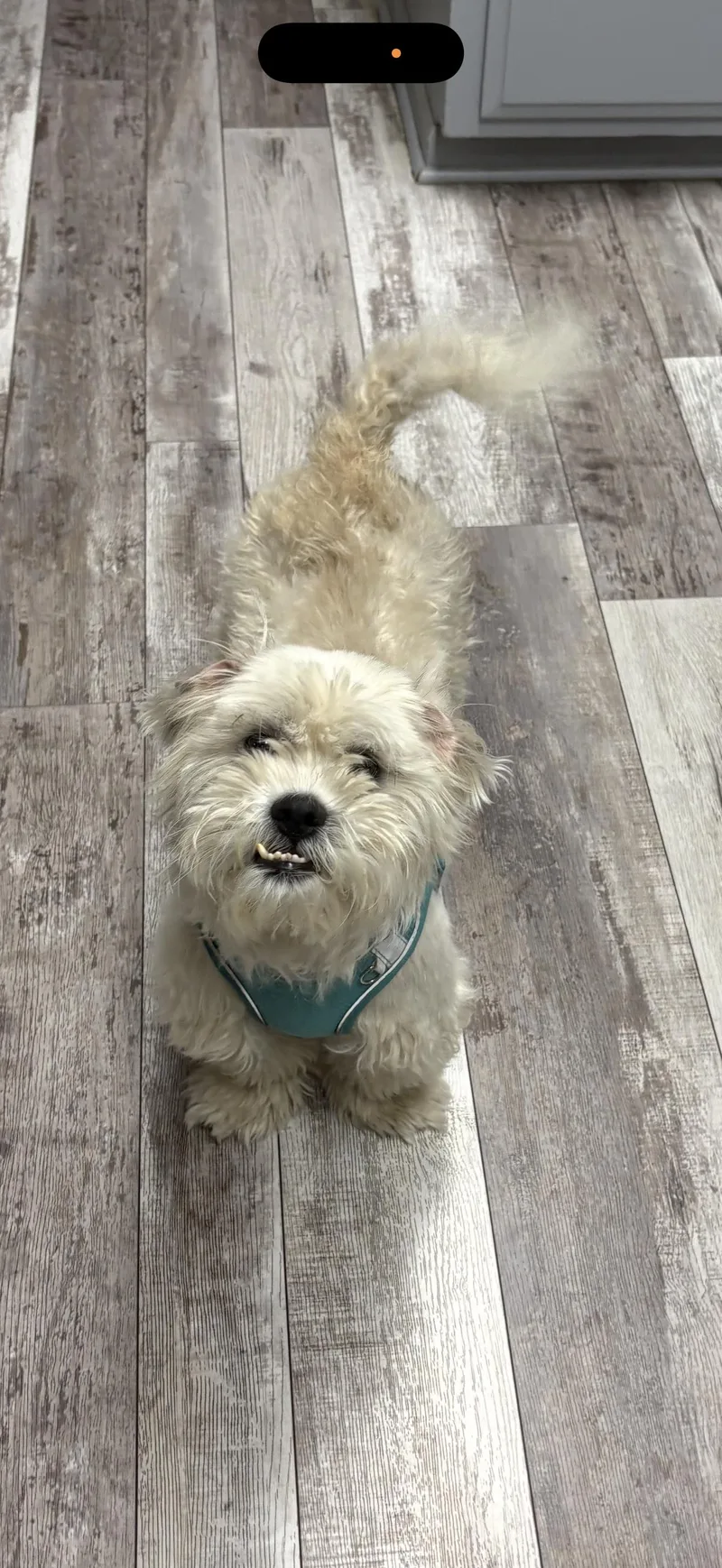 Winston  The Total