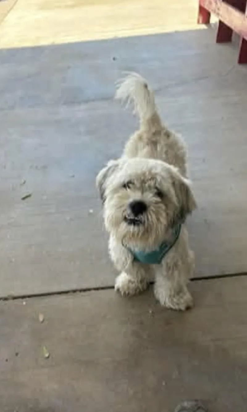Winston  The Total thumbnail 2