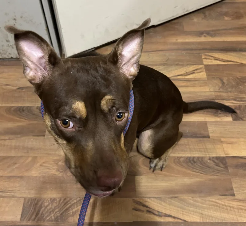 An adult medium-sized female Brown / Chocolate Pit Bull Terrier dog named Mini for adoption in Baldwin, MI