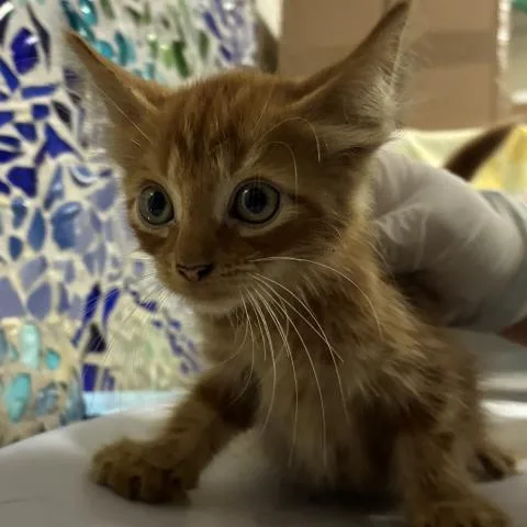 A baby small-sized male Domestic Short Hair cat named Cheezit for adoption in Pensacola, FL