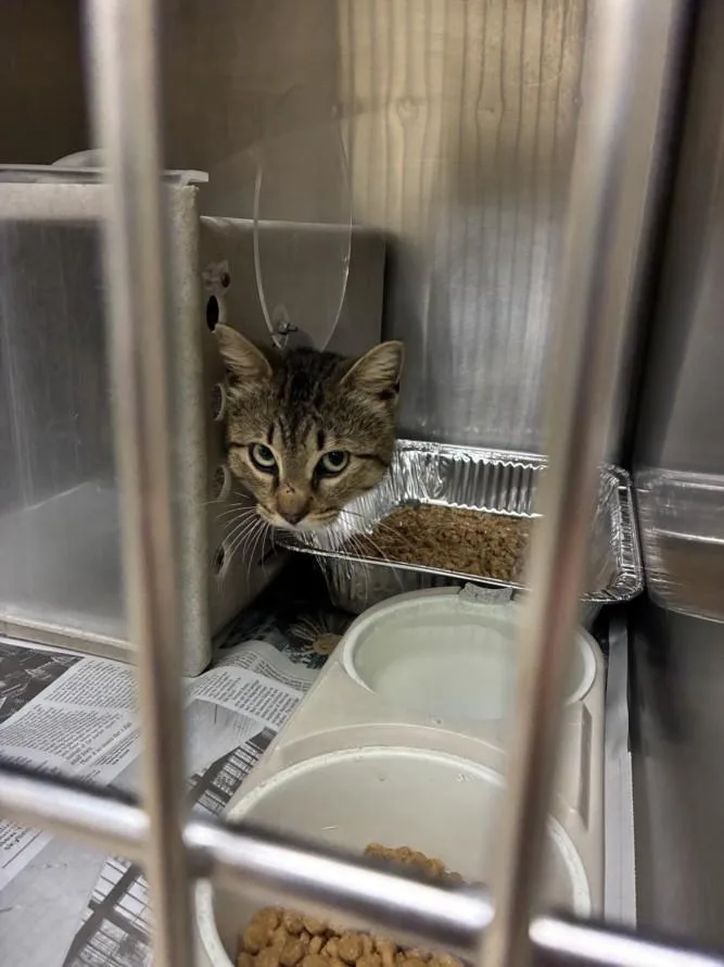 An adult small-sized male Domestic Short Hair cat named Nugget for adoption in Texas City, TX