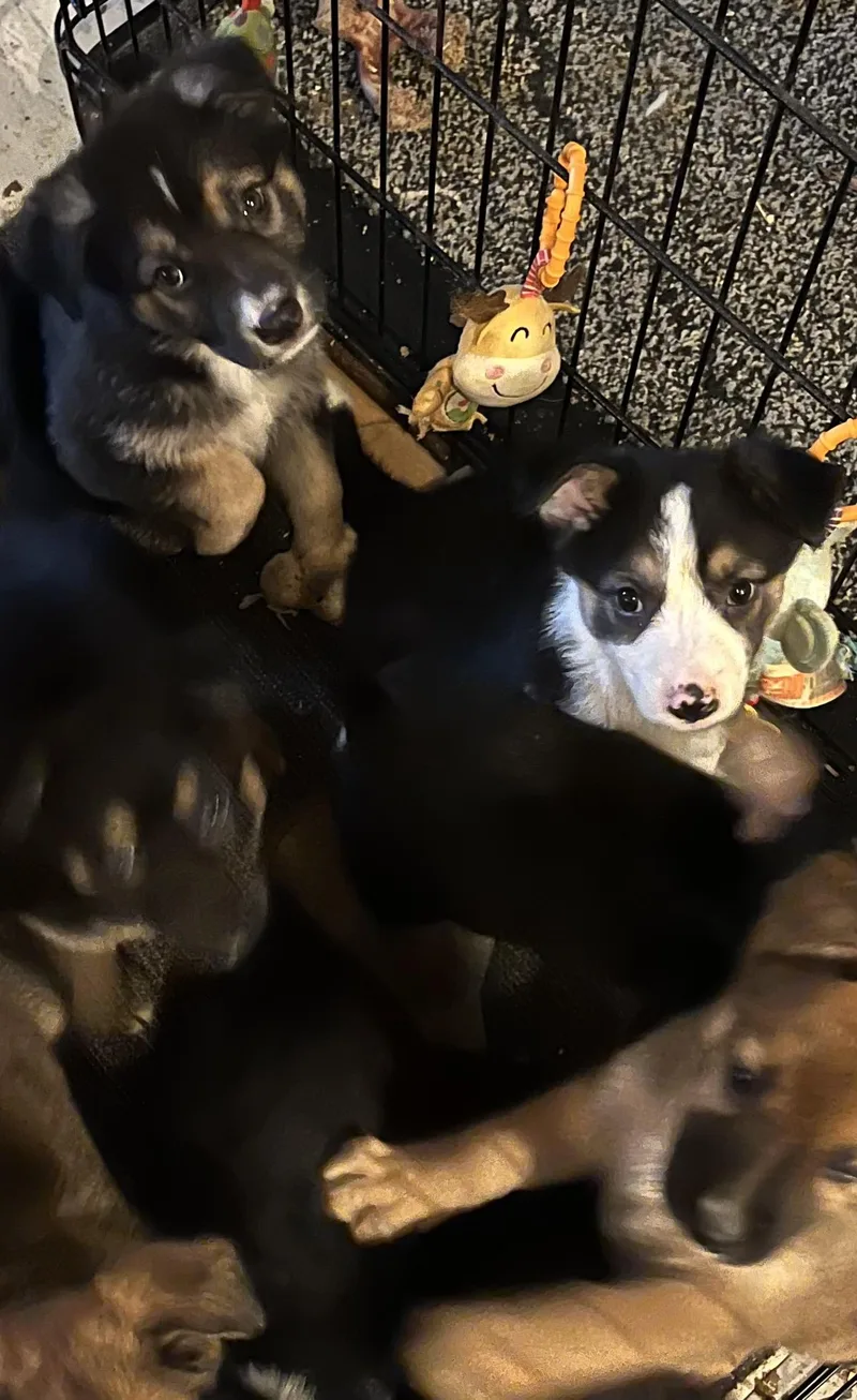 A young medium-sized female Tricolor (Brown, Black, & White) Mixed Breed dog named Madison for adoption in Monona, WI