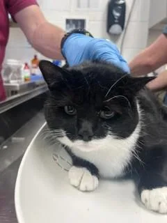 An adult medium-sized female Domestic Medium Hair cat named Meeka for adoption in Haw River, NC