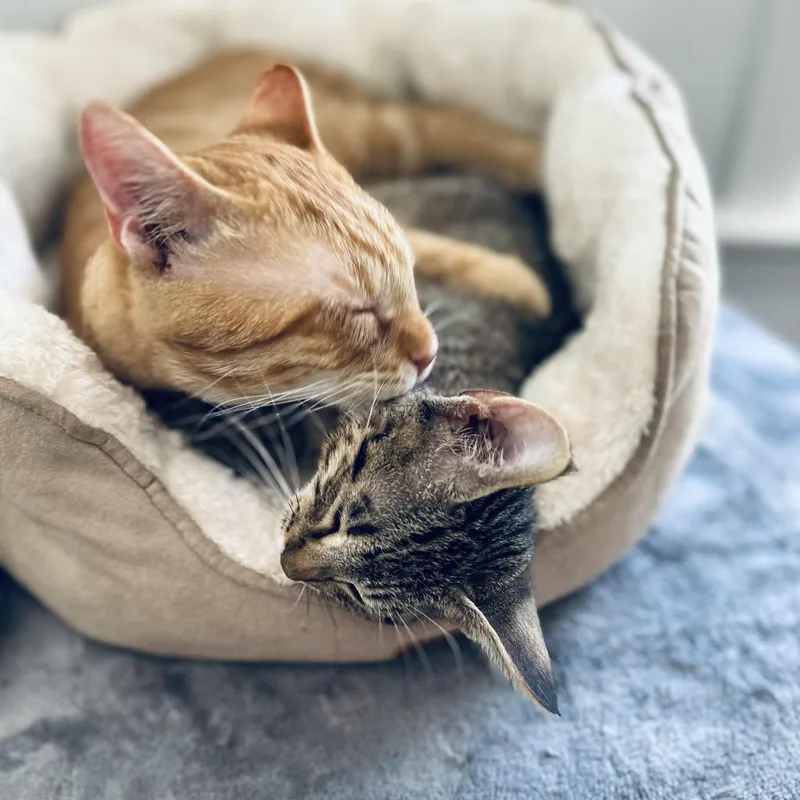 A young medium-sized male Orange / Red Domestic Short Hair cat named Friday for adoption in Fort Worth, TX
