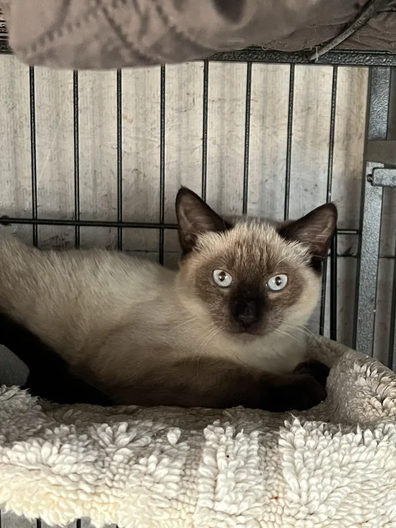 A young small-sized male Siamese cat named Sushi for adoption in Sneads Ferry, NC