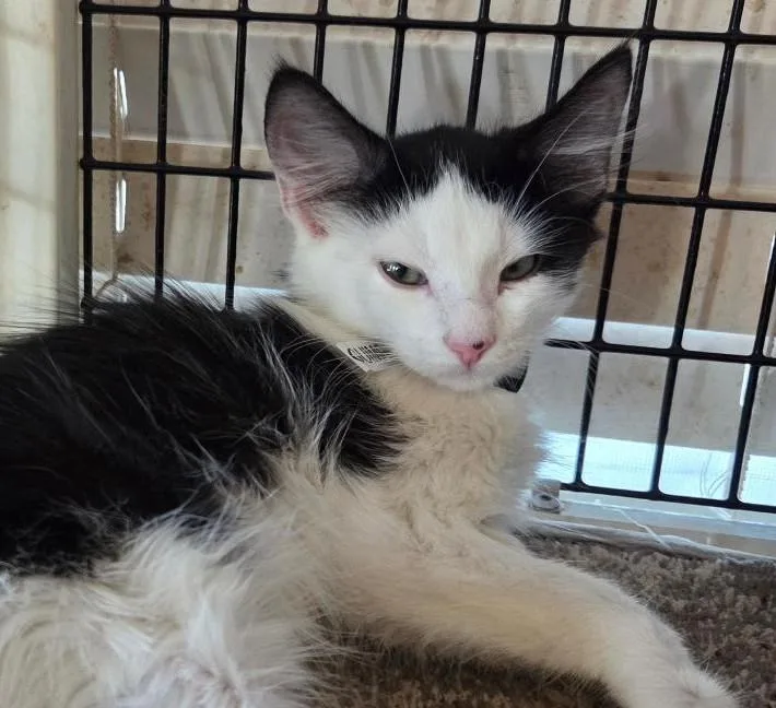 A young large-sized male Tuxedo cat named Guimar for adoption in Las Cruces, NM