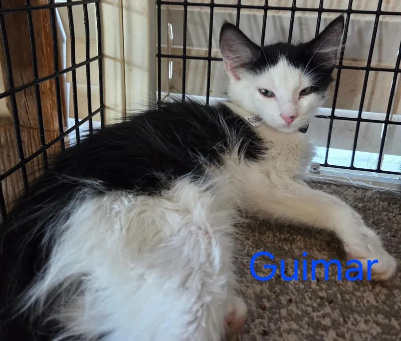 Guimar thumbnail 2