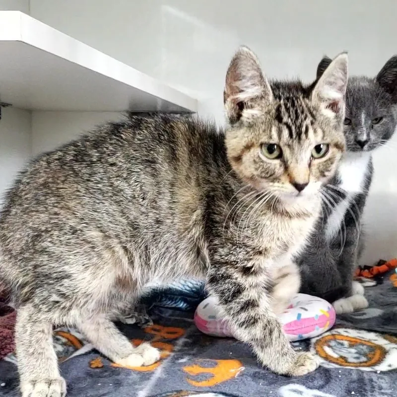 A baby small-sized female Tabby (Brown / Chocolate) Domestic Short Hair cat named Pinna for adoption in Hutchinson, MN
