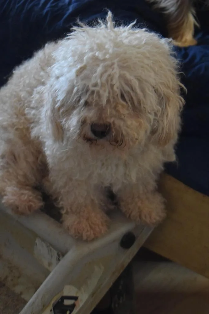 An adult medium-sized male Poodle dog named Hardy for adoption in Pahrump, NV