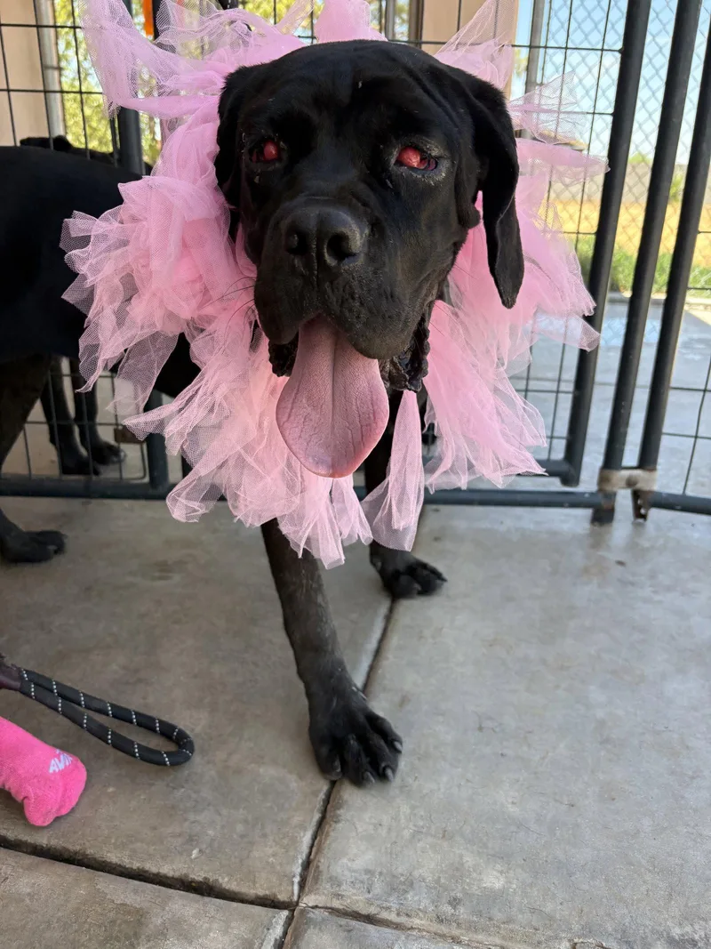 A young medium-sized female Mixed Breed dog named Sophie for adoption in Glendale, AZ