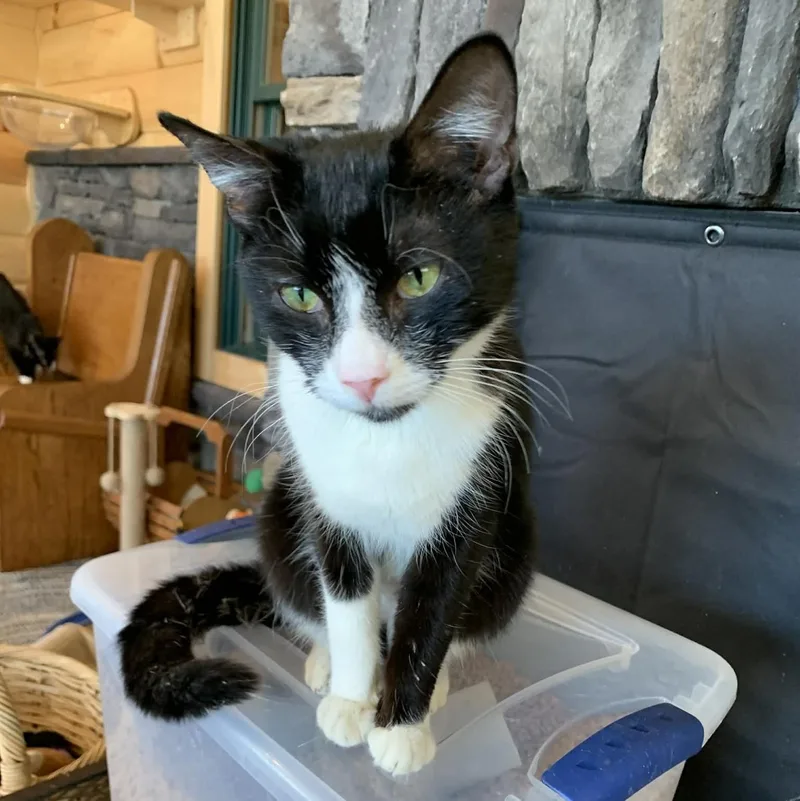 Mallo Cup thumbnail 3