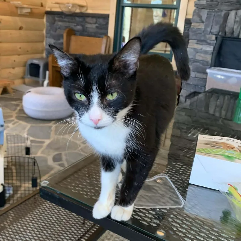 Mallo Cup thumbnail 4