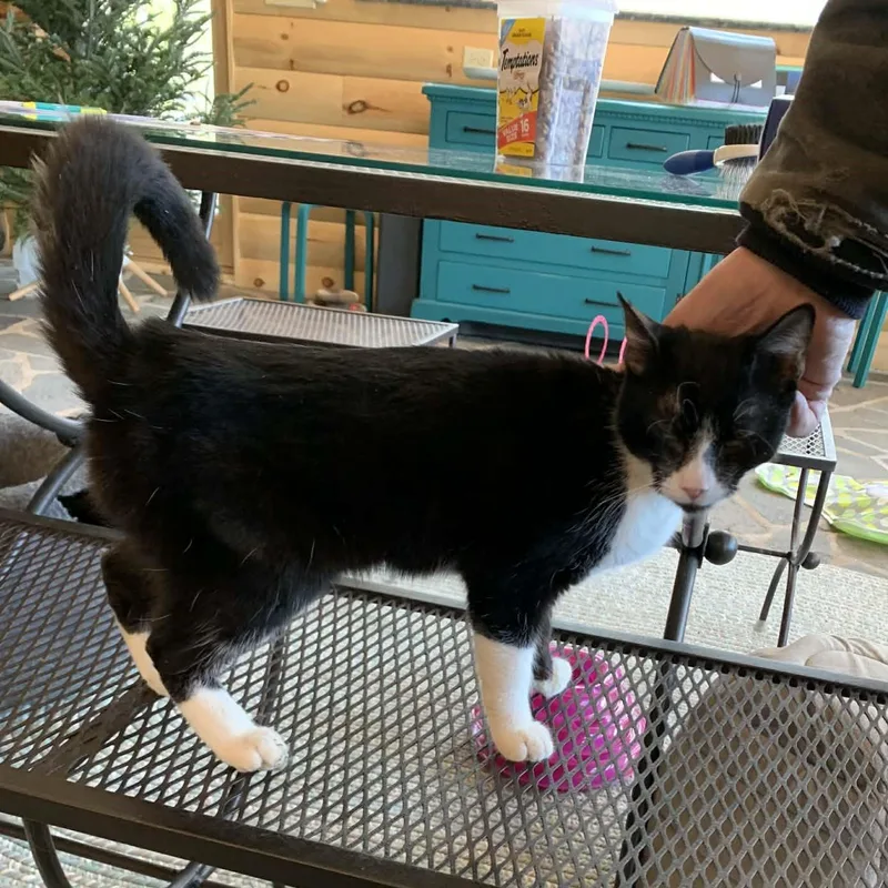 Mallo Cup thumbnail 5