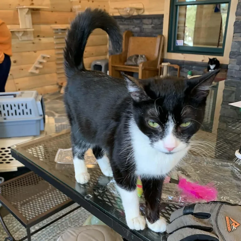 Mallo Cup thumbnail 6