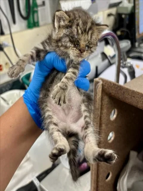 A baby small-sized female Domestic Short Hair cat named A for adoption in Woodland, CA