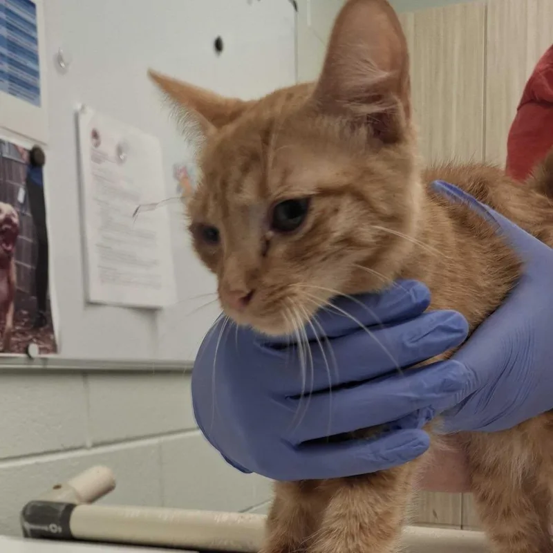 A young small-sized male Brown / Chocolate Domestic Short Hair cat named Enoki for adoption in Chattanooga, TN