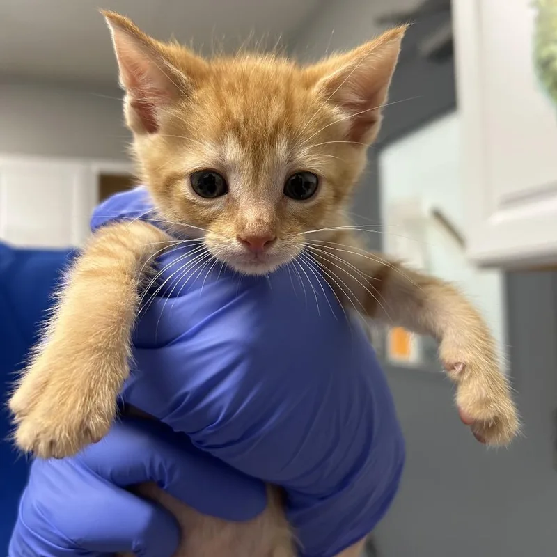 A baby small-sized male Orange / Red Domestic Short Hair cat named Rusty for adoption in Greenville, SC
