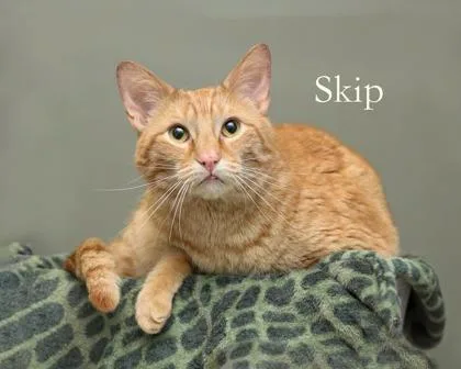 An adult large-sized male Domestic Short Hair cat named Skip for adoption in Parma, OH