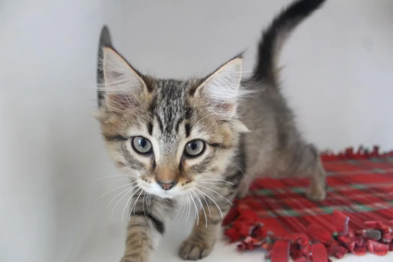 A baby medium-sized female Tabby (Brown / Chocolate) Domestic Long Hair cat named Orbit for adoption in Chestertown, MD