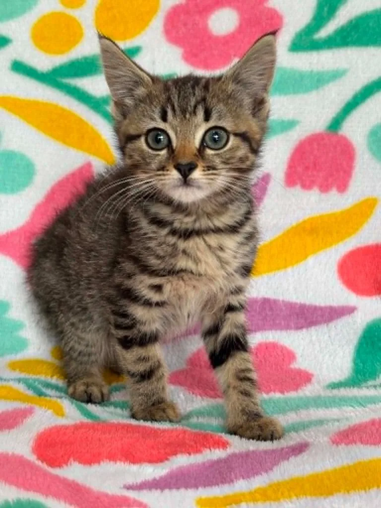 A baby small-sized female Domestic Short Hair cat named Gianna for adoption in Warrenton, NC