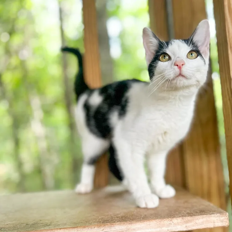 Miss Meow