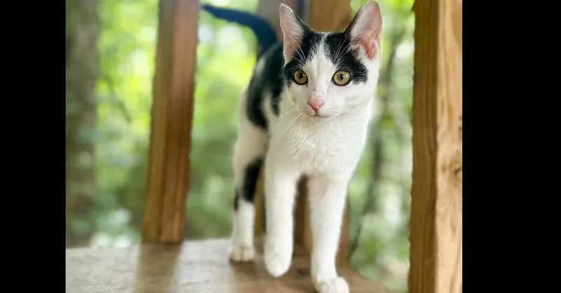 Miss Meow thumbnail 3