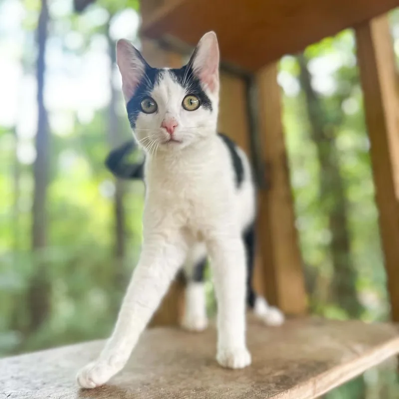 Miss Meow thumbnail 5