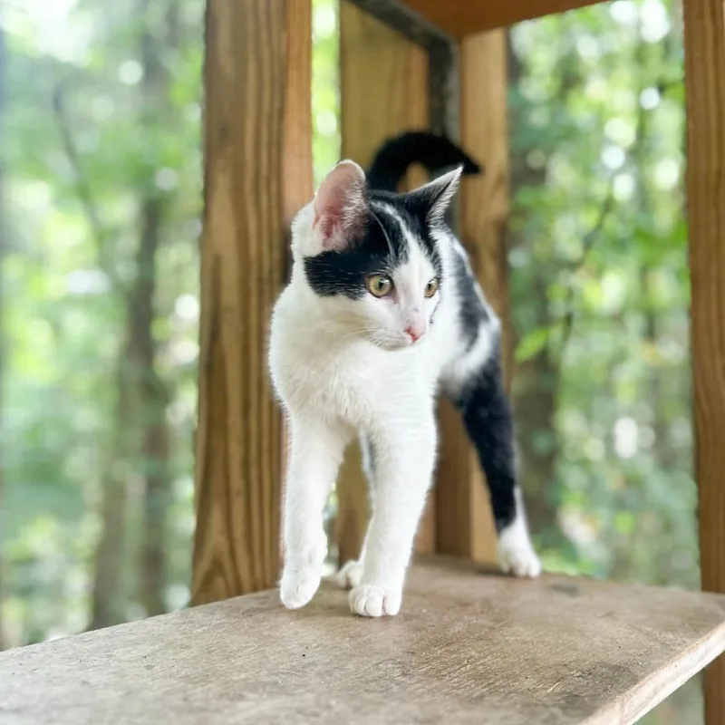 Miss Meow thumbnail 6