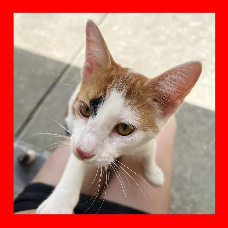 A young medium-sized female Calico Calico cat named Jerry for adoption in Durham, NC