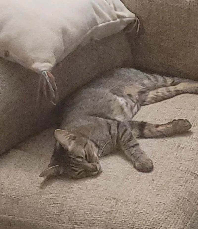An adult medium-sized female Domestic Short Hair cat named Momma Deena for adoption in catonsville , MD