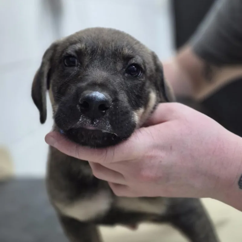 A baby small-sized male Brown / Chocolate Mixed Breed dog named Curry for adoption in Ardmore, OK