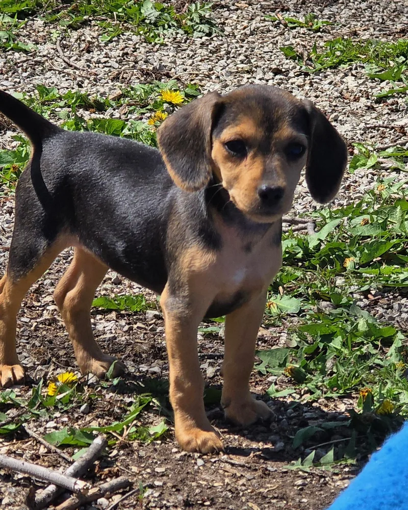 A baby small-sized female Beagle dog named Dora for adoption in Overland Park, KS