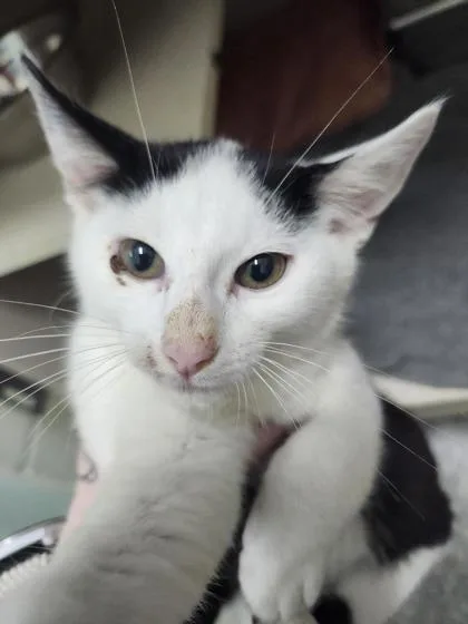 A young small-sized male Domestic Short Hair cat named Tiedye for adoption in Columbus, IN