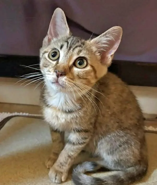 A baby medium-sized female Tabby (Brown / Chocolate) Domestic Short Hair cat named Bucket for adoption in Morgantown, WV