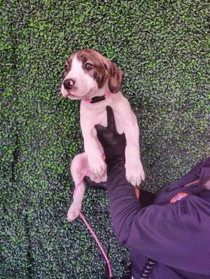 A baby large-sized male White / Cream Pit Bull Terrier dog named 61013362 for adoption in El Paso, TX