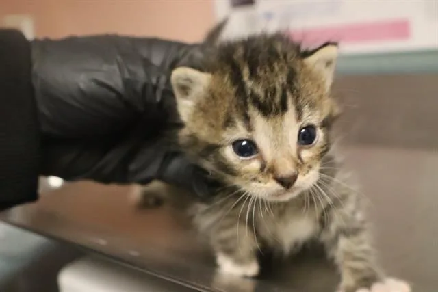 A baby small-sized male Domestic Short Hair cat named Spongebob for adoption in Columbia, SC