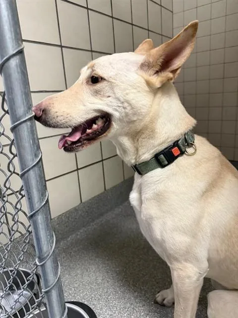 An adult large-sized female German Shepherd Dog dog named Luna for adoption in Pasadena, TX