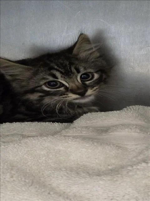A baby small-sized female Domestic Short Hair cat named Sky for adoption in Los Angeles, CA