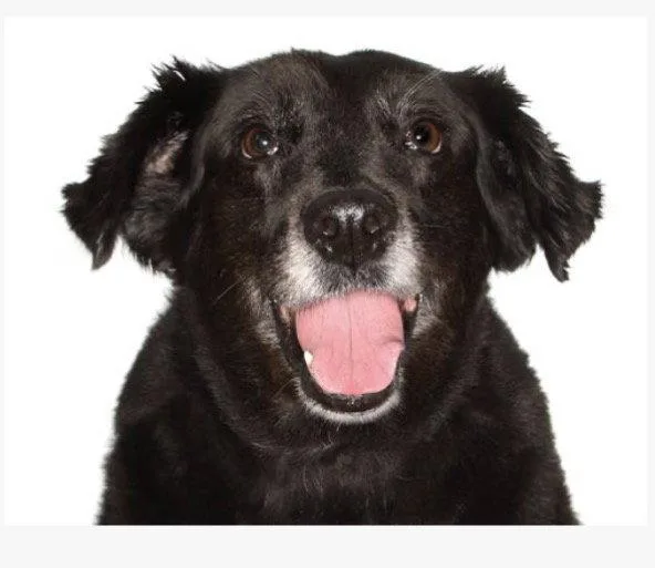 An adult medium-sized female Border Collie dog named Katrina for adoption in Fort Pierce, FL
