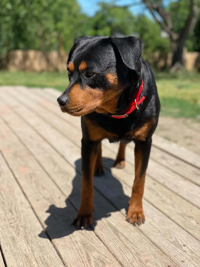 An adult large-sized female Black Rottweiler dog named Katarina for adoption in Chapel Hill, NC