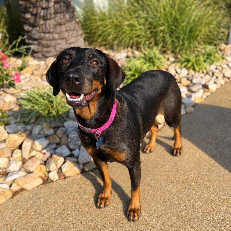 An adult large-sized female Hound dog named Mia for adoption in Chesapeake, VA