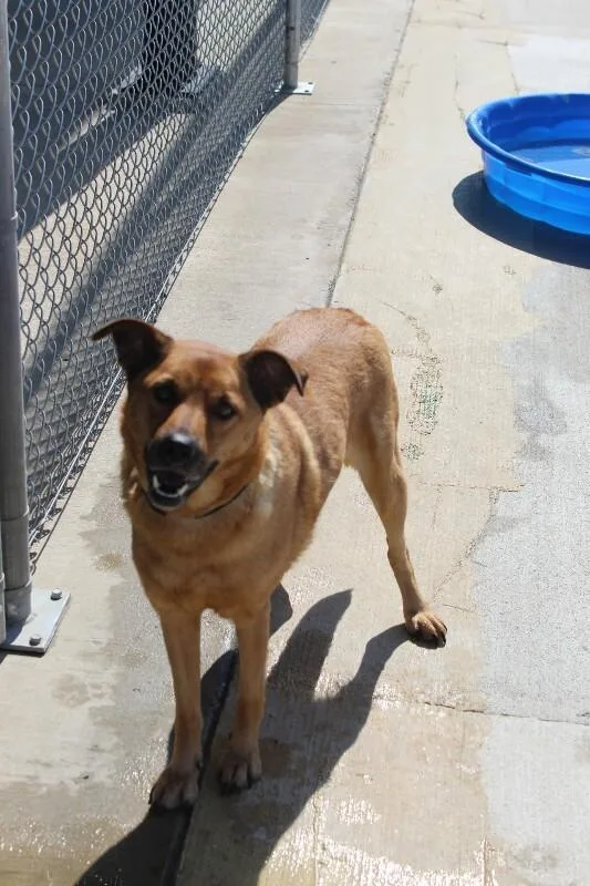 An adult medium-sized female Red / Chestnut / Orange Mixed Breed dog named Reba for adoption in Jackson, TN