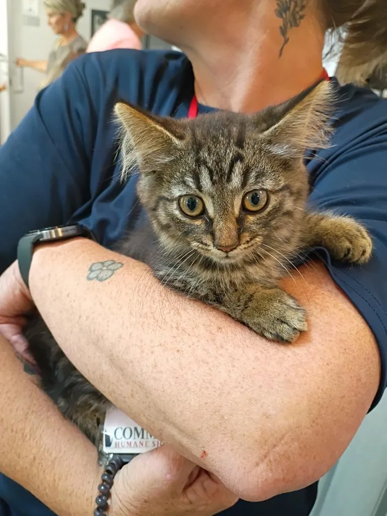 A baby small-sized male Domestic Short Hair cat named Hoot for adoption in Angola, IN