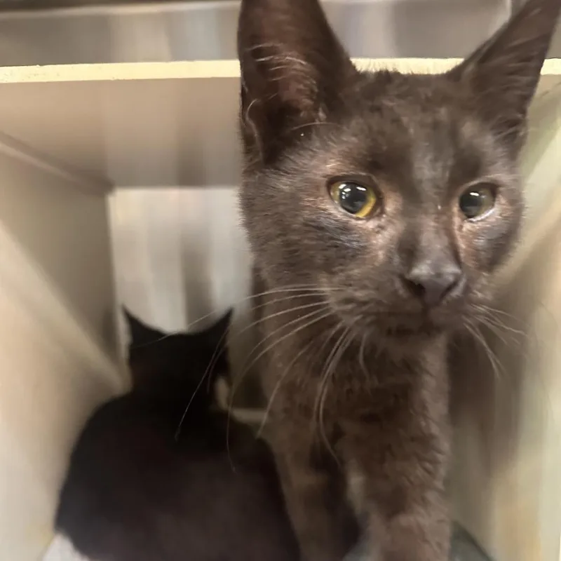 A young small-sized male Black Domestic Short Hair cat named Moth Man for adoption in Newark, NJ
