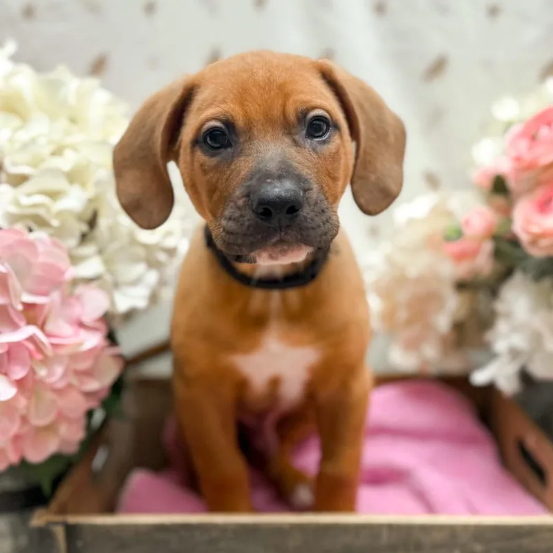 A baby medium-sized male Apricot / Beige Hound dog named Troy for adoption in Newberg, OR