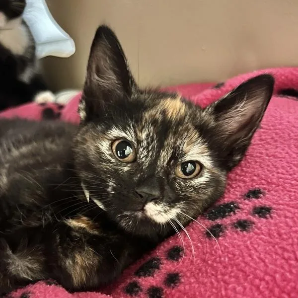 A baby small-sized female Domestic Short Hair cat named Pennywise for adoption in Walnut Creek, CA