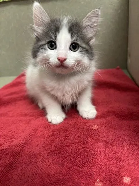 A baby small-sized male Domestic Long Hair cat named A for adoption in Moreno Valley, CA