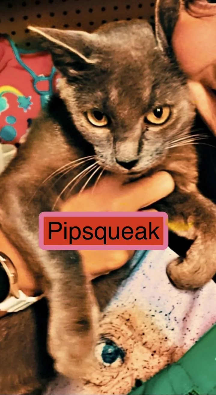 A baby medium-sized female Domestic Short Hair cat named Pipsqueak for adoption in Zimmerman, MN