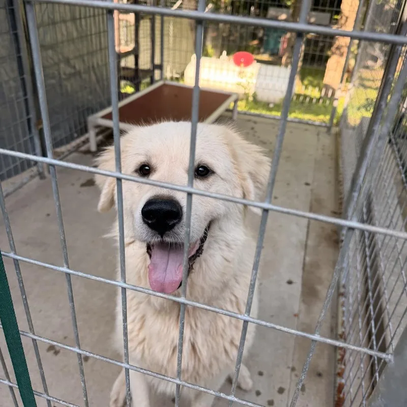 A young large-sized female White / Cream Great Pyrenees dog named Iris for adoption in Columbus, NC